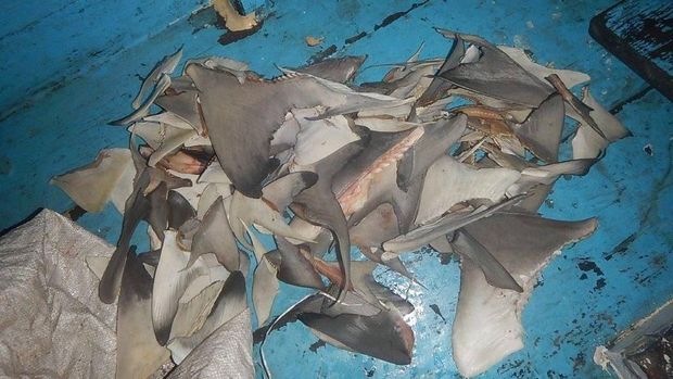 Kapal nelayan Indonesia ditangkap di perairan Darwin setelah kedapatan membawa sirip hiu yang ditangkap secara ilegal