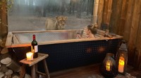 Bagaimana ya rasanya mandi sambil diintip oleh singa? Deg-degan atau malah seru? (dok Port Lympne Hotel dan Reserve)