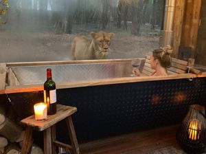 Foto: Kayak Gini Nih Bermalam Bareng Singa di Kamar Hotel