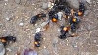 Untuk penanganan sarang tawon ini, petugas menggunakan cairan pembasmi serangga, nyamuk atau bensin. 