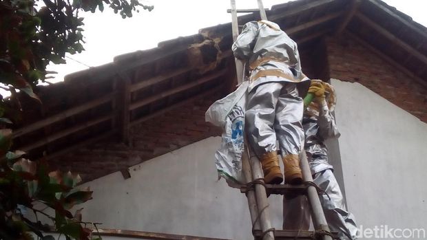 Petugas Musnahkan Sarang Tawon Vespa Seukuran Ayam Babon di Kudus