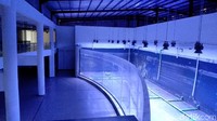 Yang kedua ada akuarium utama atau theatre aquarium. Dengan kaca depan berbentuk cekung, akuarium ini memiliki dimensi tinggi 4,2 meter, lebar 10 meter, dan panjang 32,5 meter.  (Faizal Amiruddin/detikcom)
