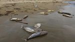 Penampakan Ratusan Bangkai Ikan Berserakan di Pantai Aceh Barat