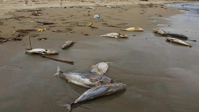 Penampakan Ratusan Bangkai Ikan Berserakan di Pantai Aceh Barat