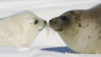 Bagi pecinta alam, lihat anjing laut di Kepulauan Magadalen, Quebec. Jika ingin melihat kura-kura, resor Four Seasons di Maldives punya pusat rehabilitasinya (Foto: CNN)
