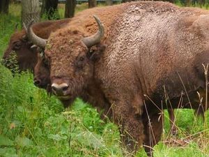 Asyik Foto-Foto, Nenek Ini Diseruduk Bison