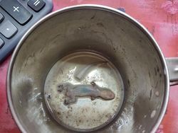 Merasa Sedang Sial? Lihat Dulu Potret Viral Berikut