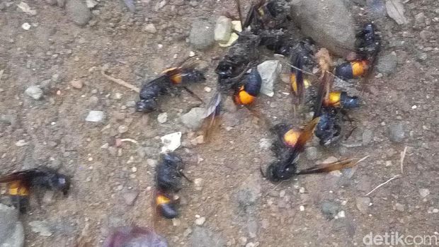 Petugas Musnahkan Sarang Tawon Vespa Seukuran Ayam Babon di Kudus
