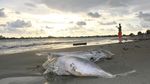 Penampakan Ratusan Bangkai Ikan Berserakan di Pantai Aceh Barat