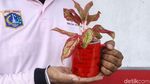 Keren! Limbah Ini Disulap Jadi Pot Bunga