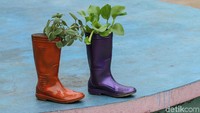 Tanaman papayungan dan enceng gondok ini ditanam di dalam sepatu boots.