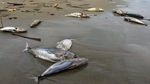 Penampakan Ratusan Bangkai Ikan Berserakan di Pantai Aceh Barat