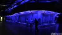 Akuarium ketiga yang dibangun adalah akuarium terowongan atau tunnel aquarium. Inilah akuarium yang disebut-sebut memecahkan rekor dunia sebagai akuarium terpanjang di dunia. (Faizal Amiruddin/detikcom)