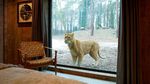 Foto: Kayak Gini Nih Bermalam Bareng Singa di Kamar Hotel