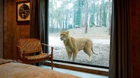 Salah satu yang istimewa adalah lion lodge, sebuah pondokan yang dibangun persis di area konservasi singa. Traveler pun bisa melihat singa di balik kaca (dok Port Lympne Hotel dan Reserve)