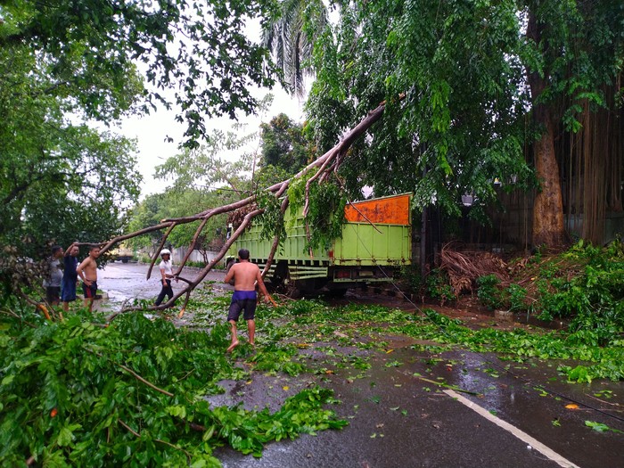 Diterpa Hujan-Angin Kencang, Pohon di Bogor Tumbang Hingga Timpa Truk
