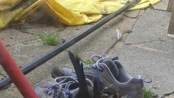 Ada burung mati di sepatu yang baru mau dipakai. Foto: Bored Panda