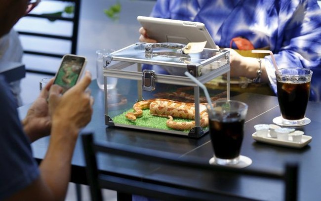 Ular Hingga Singa, Ini 5 Restoran yang Tawarkan Sensasi Makan dengan Hewan Buas