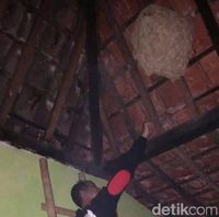 Sarang tawon di rumah warga dievakuasi oleh relawan.