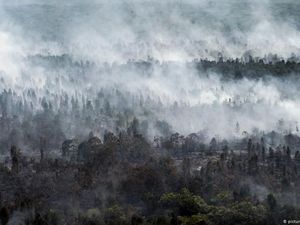 Brasil Bakal Terjunkan Tentara Buat Jaga Hutan Amazon, Tulus atau Lip Service?