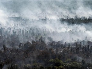 Brasil Bakal Terjunkan Tentara Buat Jaga Hutan Amazon, Tulus atau Lip Service?