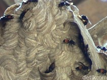 Hati-hati, Begini Cara Aman Hilangkan Sarang Tawon di Rumah