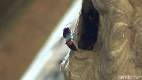 Sarang tawon vespa affinis.