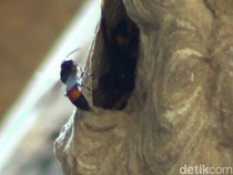 Kenapa Bisa Ada Tawon Bersarang di Rumah? Ini Penyebabnya