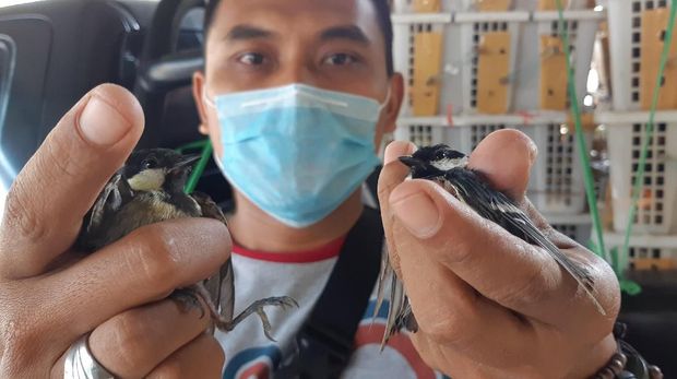 BKSDA Serang Amankan Selundupan Burung Dilindungi dari Sumsel - detikNews