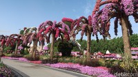 Berjalan masuk ke area dalam, bunga-bunga ini tampak segar. Setiap harinya Dubai Miracle Garden membutuhkan 200 ribu galon air. Air ini didapatkan dari limbah yang sudah disuling sampai bersih.  (Bonauli/detikcom)