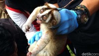 Kukang hasil penyerahan dari masyarakat ini sebelumnya menjalani perawatan dan pemulihan di Pusat Rehabilitasi IAR Indonesia di Bogor.