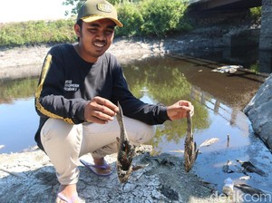 Selidiki Pencemaran Sungai Avur Budug Jombang, Ini yang Dilakukan KLHK