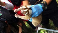 Sebanyak 10 ekor kukang Jawa dilepas ke habitatnya di Suaka Marga Satwa Gunung Sawal (SMGS), Kabupaten Ciamis, Jawa Barat, Kamis (28/11/2019).