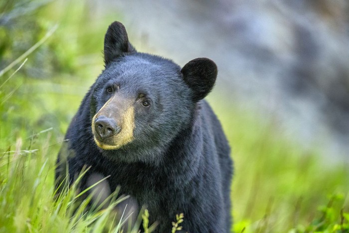 Black Bear in Jasper National Park, Canada