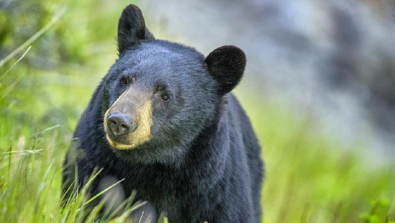 Ilustrasi beruang hitam Black Bear in Jasper National Park, Canada