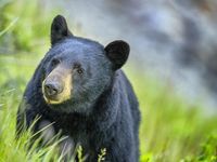 Kondisi Terkini Jaja Mihardja, Sempat Alami Sesak Napas dan Dirawat Sepekan