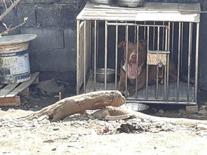 Warga Tidung Makassar Tolak Anjing Pitbull Serang Wanita Kembali Dipelihara
