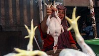 Sementara daging ayam terpantau masih normal.