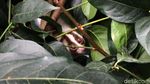 10 Ekor Kukang Jawa Dilepas ke Habitatnya