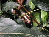 Kabar Gembira, Satwa-satwa yang Dievakuasi Damkar Ciamis Dilepas di Gunung Sawal