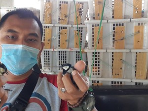 BKSDA Serang Amankan Selundupan Burung Dilindungi dari Sumsel