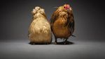 Rayakan Keberagaman Cinta, Fotografer Ini Pakai Ayam untuk Foto Romantis