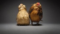 Tak hanya belasan, tapi jumlah foto-foto ayam romantis ini jumlahnya puluhan. Dan untuk membeli buku berisi foto ayam ini, Moreno mengeluarkan sistus Kickstarter. Foto: Moreno Monti & Matteo Tranchellini
