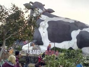 Menanti Sore dengan Sapi Raksasa, Ke Sini Saja
