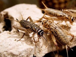 Bunyi Krik pada Jangkrik Bukan dari Kaki, Begini Lho Penjelasannya