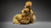 Jika biasanya selama ini ayam hanya dianggap sebagai bahan makanan dan menu makanan saja. Tapi di tangan Moreno dan Matteo, orang-orang bisa melihat ayam sebagai karya seni fotografer yang menarik. Foto: Moreno Monti & Matteo Tranchellini