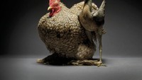 Menurut Moreno, setiap pasangan ayam-ayam yang difotonya ini berpose, layaknya pasangan manusia dalam sesi foto romantis atau pre-wedding. Foto: Moreno Monti & Matteo Tranchellini