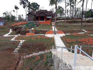 Layu, Kebun Bunga Amarilis di Gunungkidul Tak Kunjung Mekar