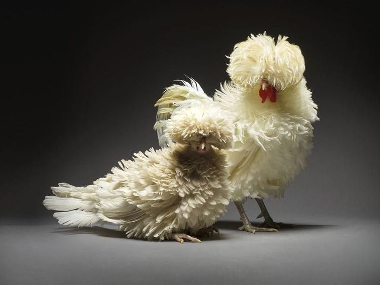 Rayakan Keberagaman Cinta, Fotografer Ini Pakai Ayam untuk Foto Romantis