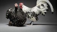 Saya dan teman saya, mulai mengambil foto-foto ratusan ayam dan kami menggabungkannya dalam buku foto yang memperlihatkan sisi kecantikan dari hewan yang satu ini, tutur Moreno. Foto: Moreno Monti & Matteo Tranchellini